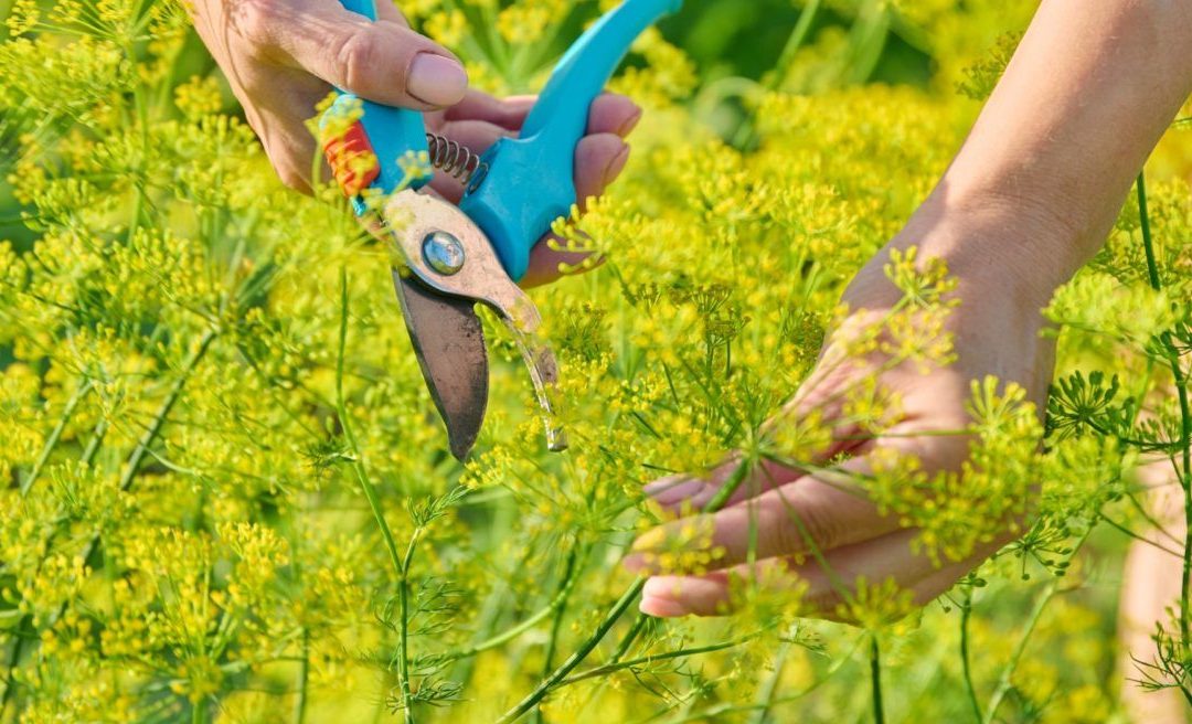 5 plantas silvestres comestibles que puedes encontrar cerca de casa