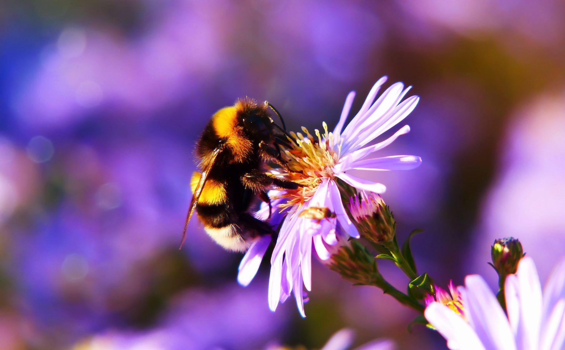 Aumenta tu energía y combate el estrés con polen de abeja - Blog NATFY