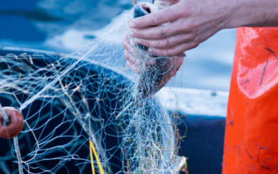 6 documentales sobre la pesca y la conservación de los océanos