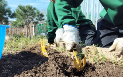 Beneficios de los huertos urbanos: cultivar un futuro sostenible